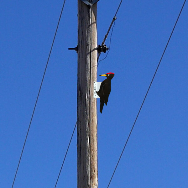 Woodpecker bird diverter shown mounted to a wooden utility pole.