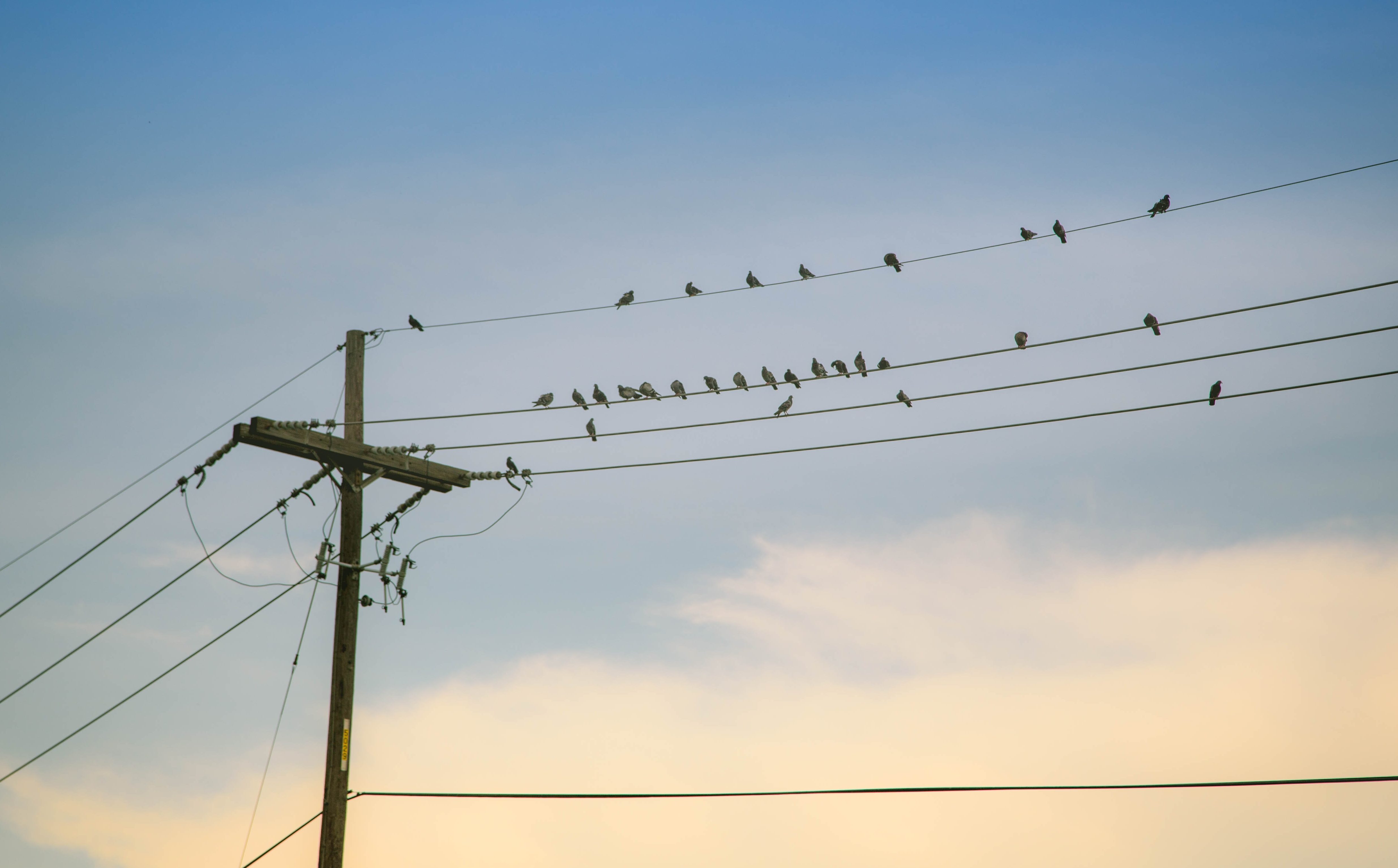 Birds sitting on power lines