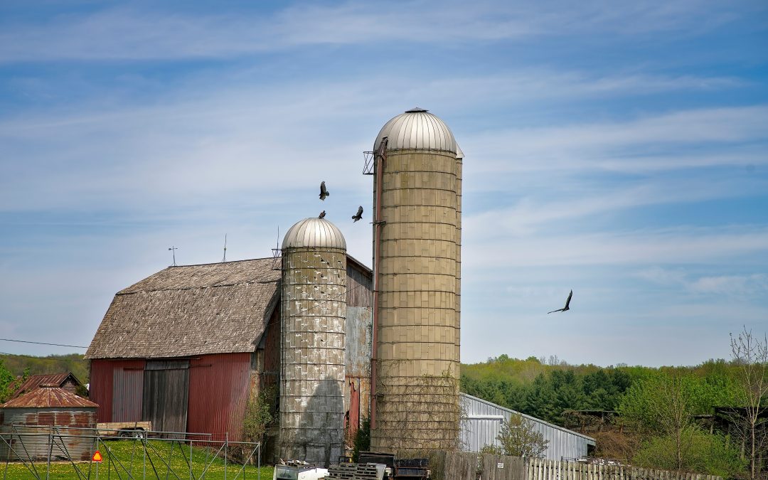 Agricultural Bird Control: How to Protect Feed, Crops, Barns, and Equipment