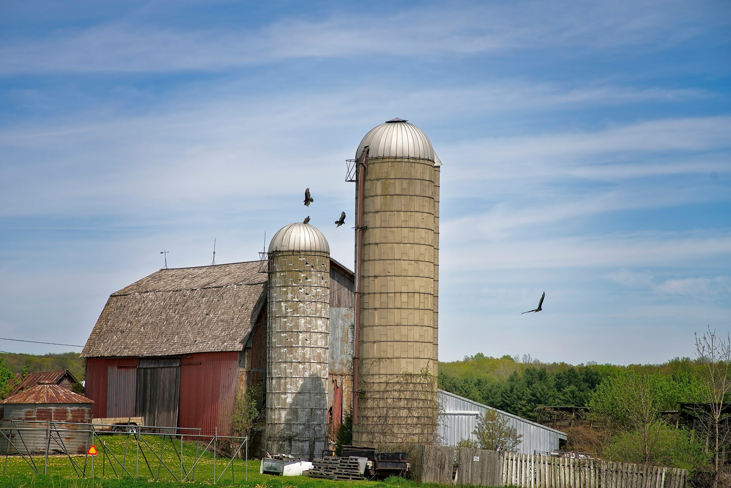 Birds flying near farm silos and a barn