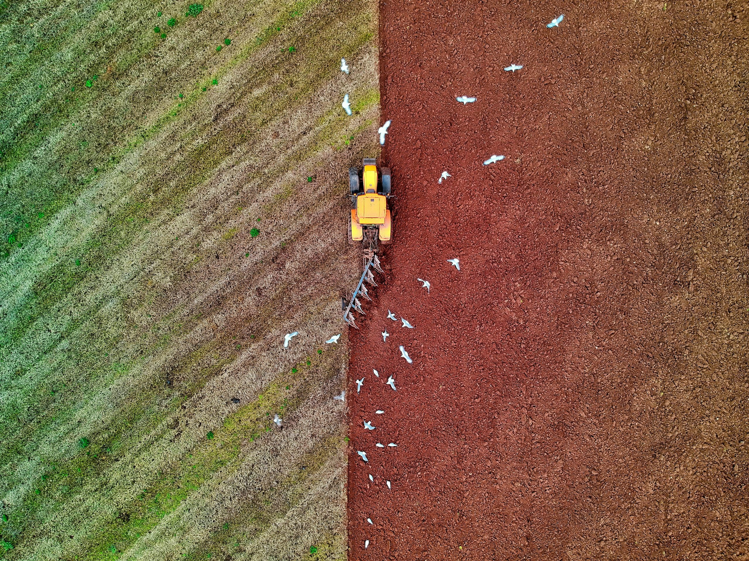 Birds following a tractor during field work