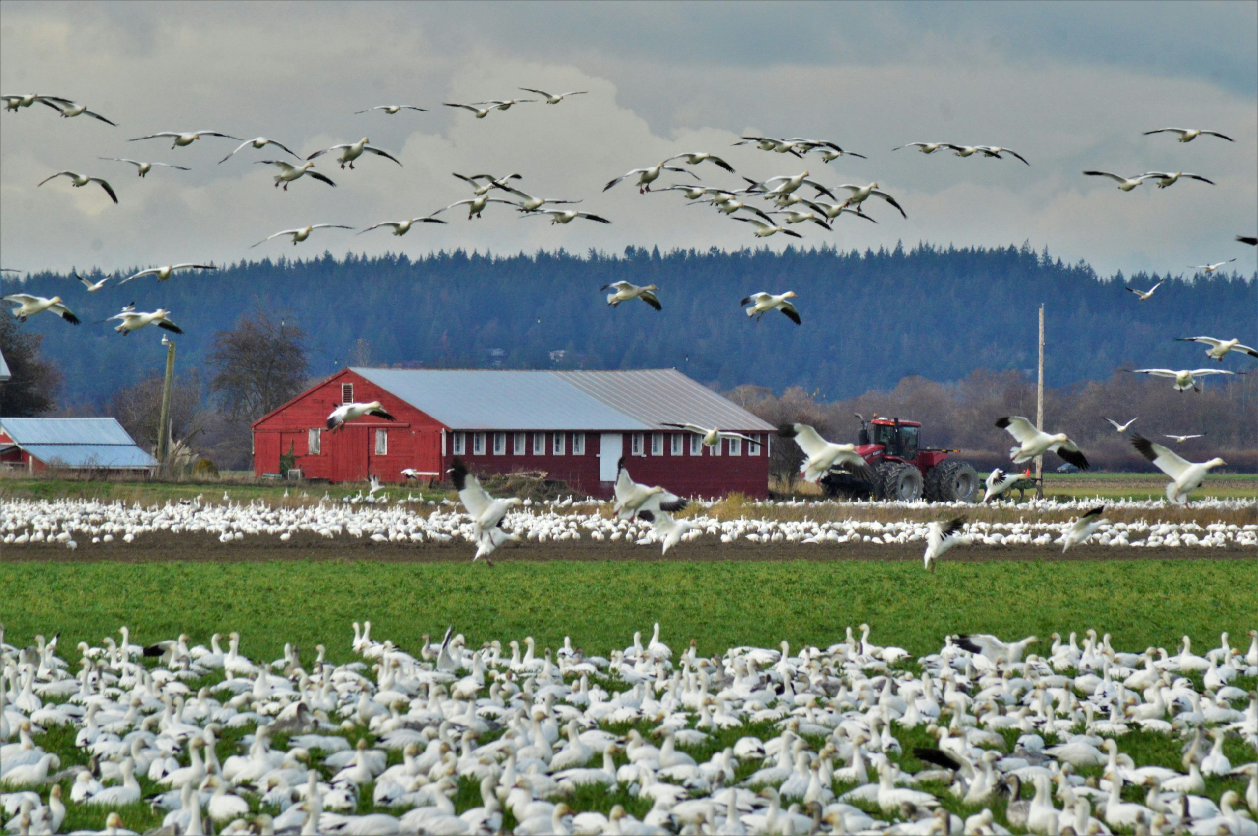 Large flock of birds gathered in a farm field near a barn
