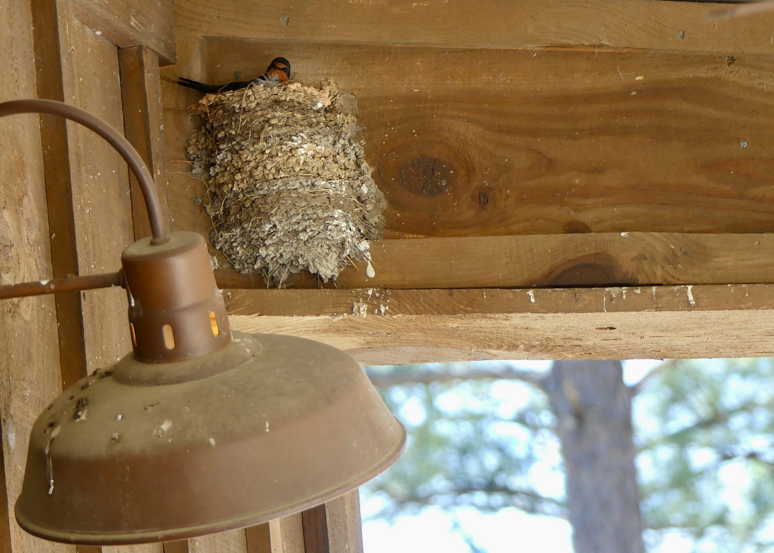 Barn swallow nest attached to a wooden structure