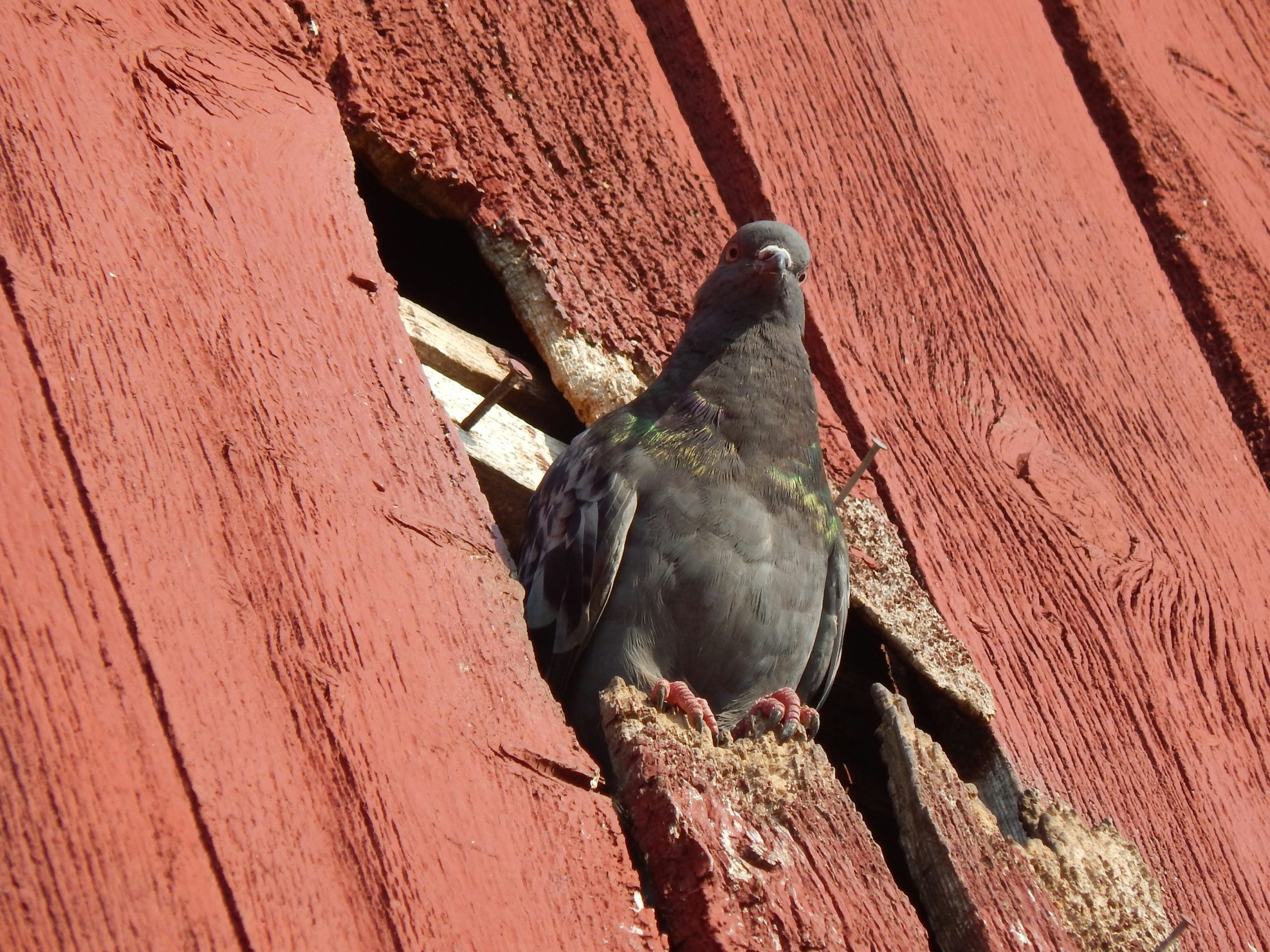 Pigeon using an opening in a barn wall