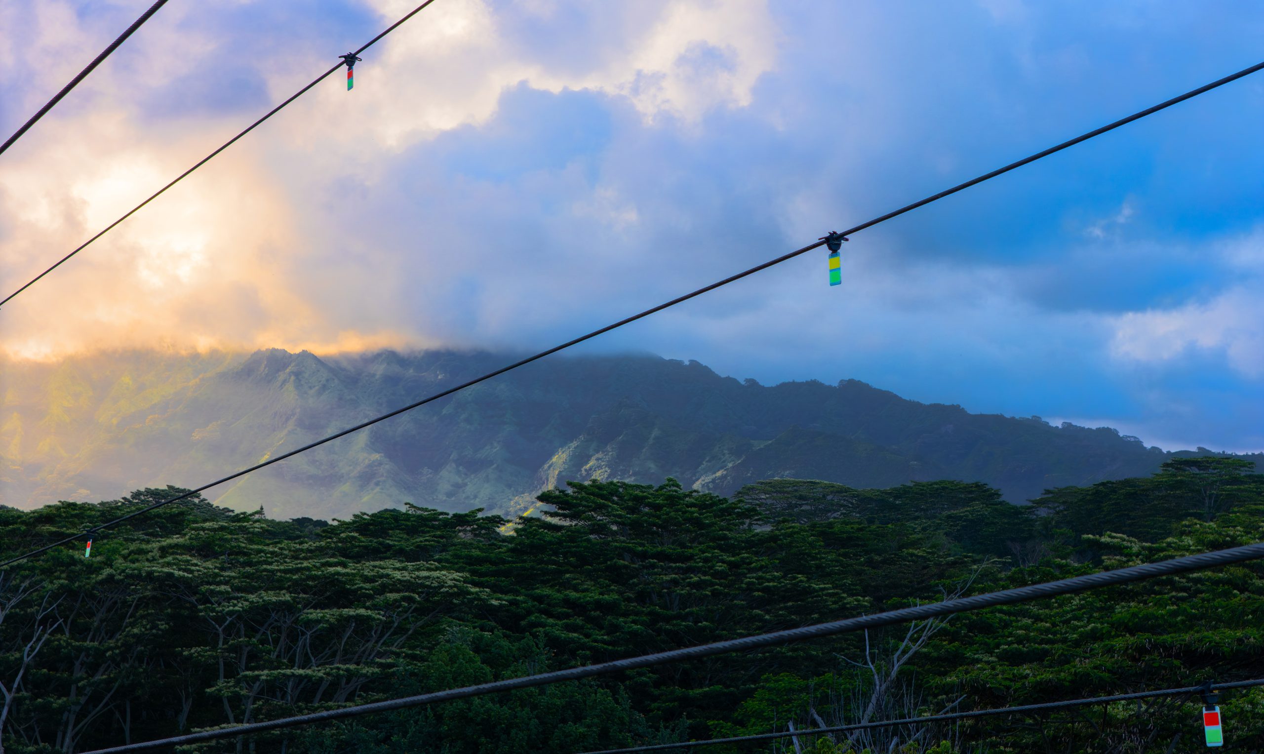 bird-diverters-in-hawaii
